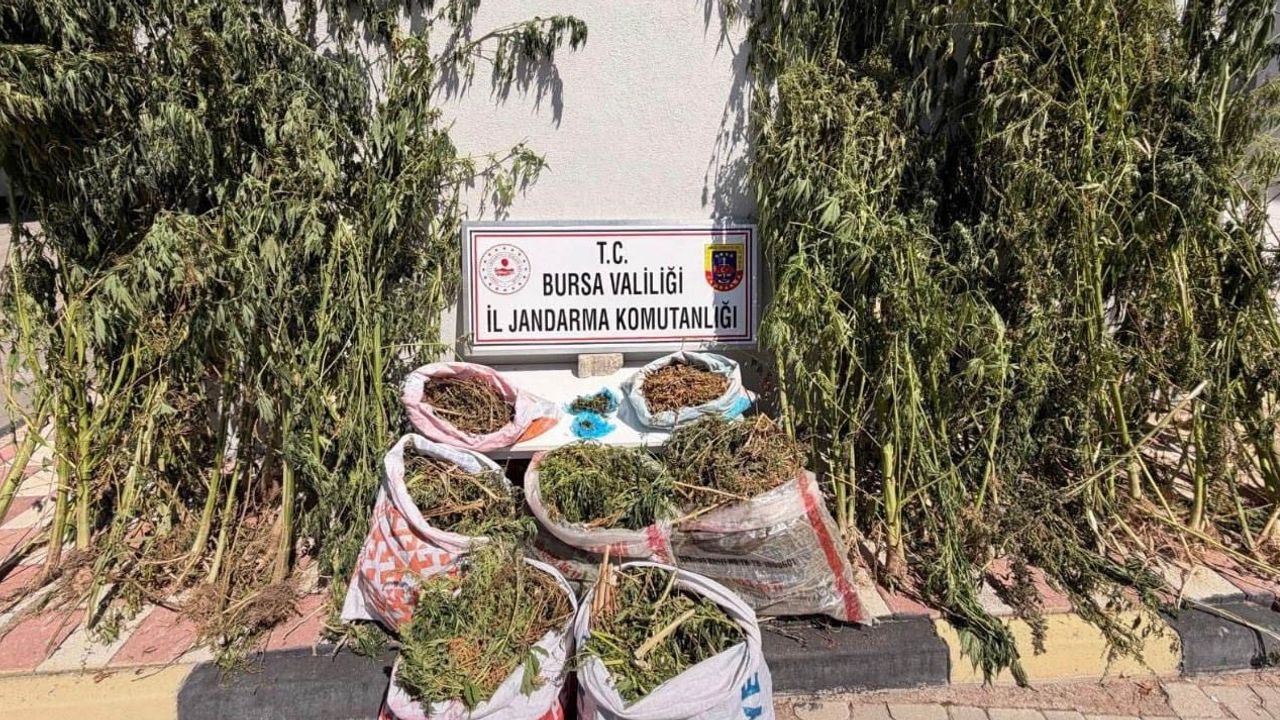 Karacabey'de tarladan eve uzanan şüpheli ağ tespit edildi: 22 kilo esrar ve 116 kök kenevir ele geçirildi