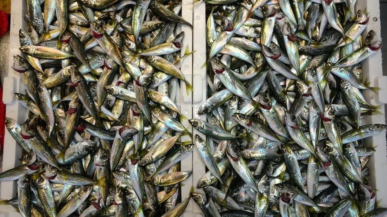 Karadeniz'de hamsi ve istavrit kotalarına dikkat