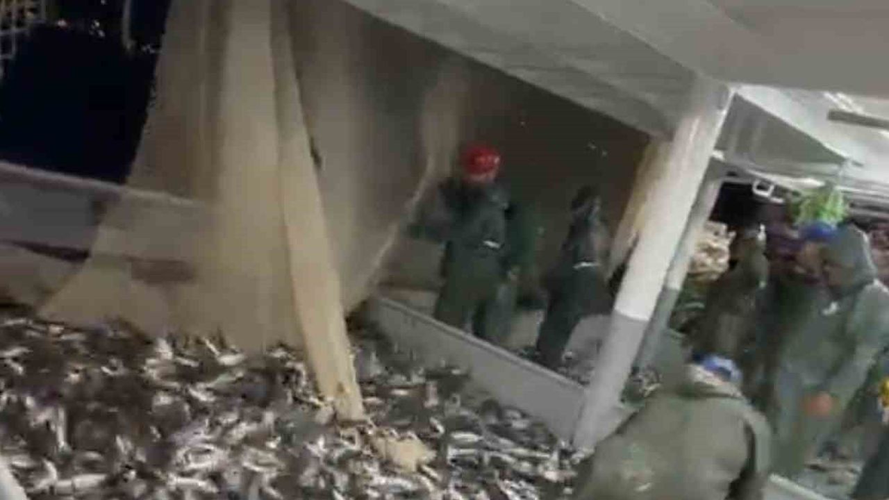 Karadeniz'de palamut bolluğu: tekneler kasalarla dönüyor