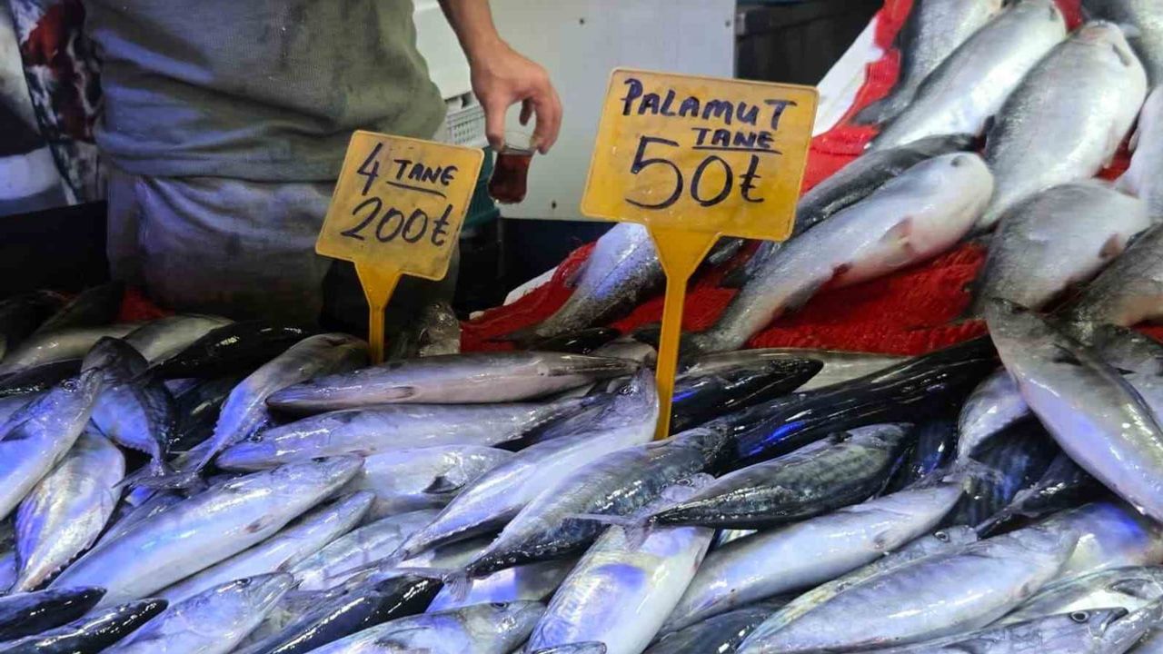 Karadeniz'de palamut bolluğu tezgahları canlandırdı: tanesi 50 TL