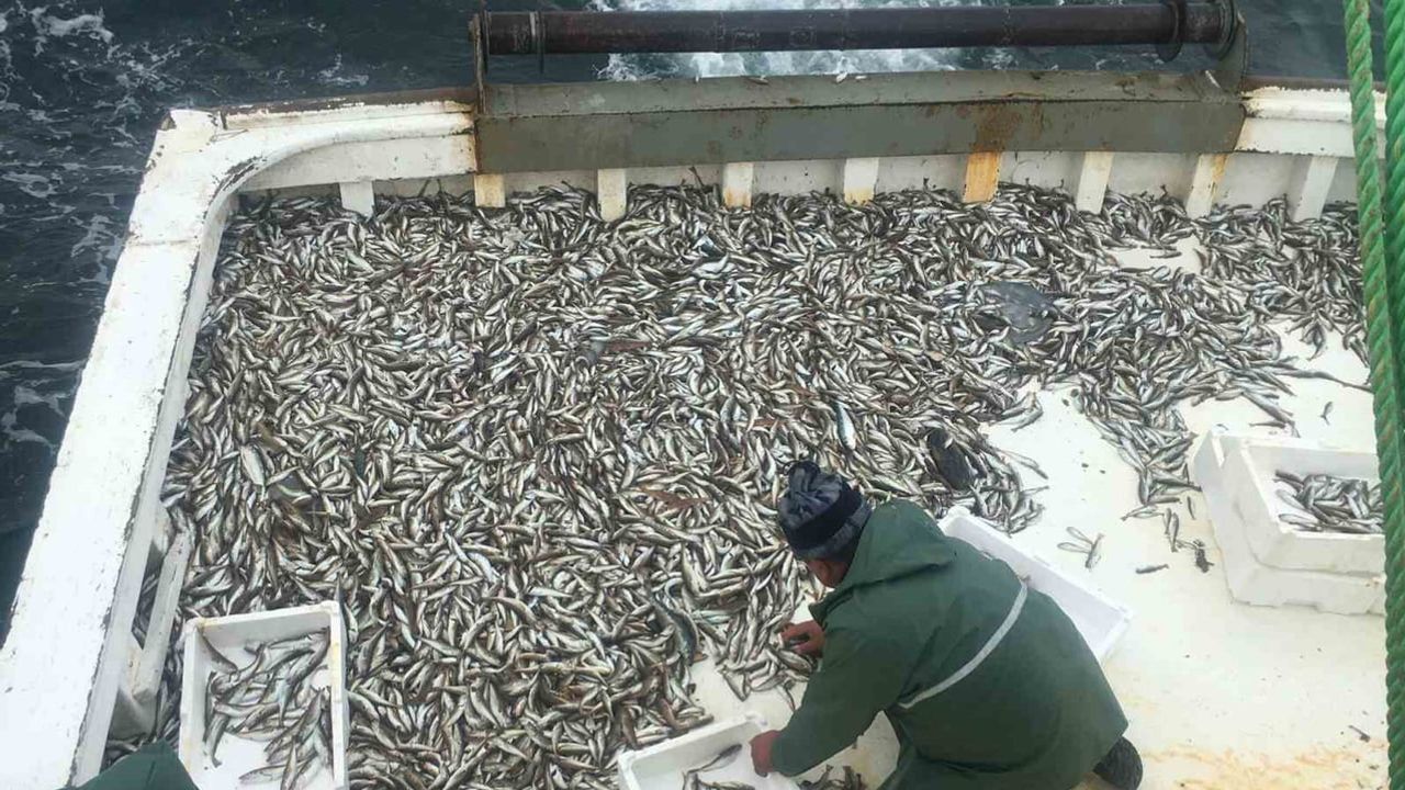 Karadeniz'de sezon açılışında trol ağları mezgitle doldu