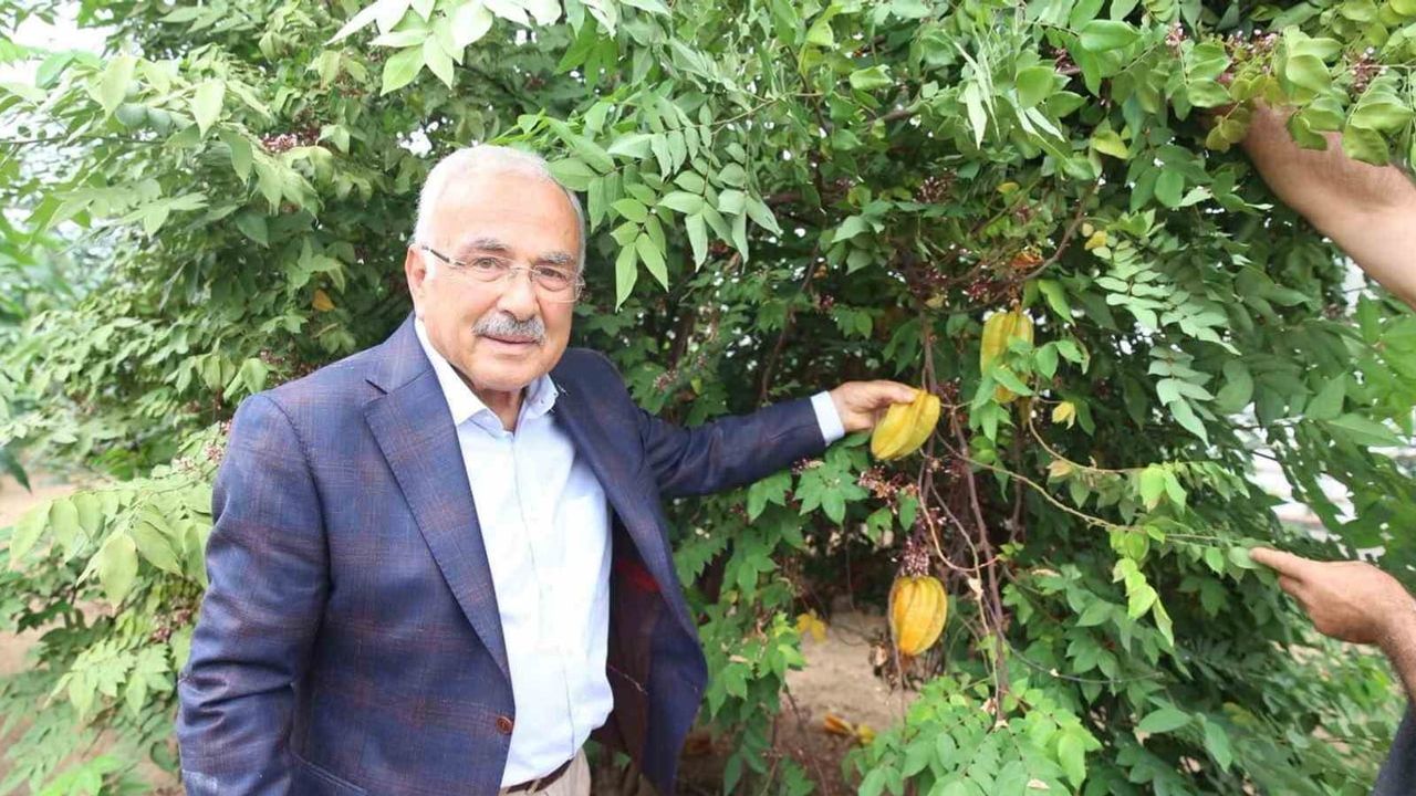 Karadeniz'de tropik atılım: Ordu seralarında 20 çeşit meyve denemesi