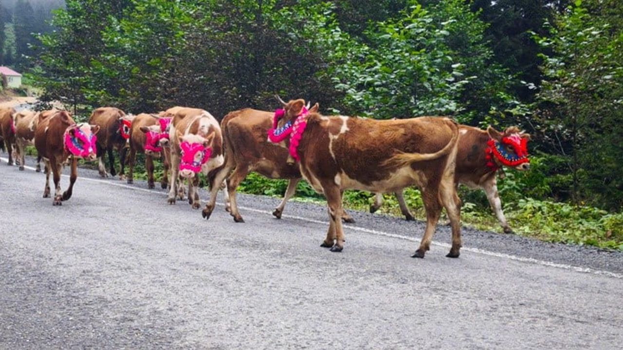 Karadeniz yaylalarında sonbahar dönüşü başladı: şalpazarı'nda yaylacılar evlerine yürüyerek dönüyor