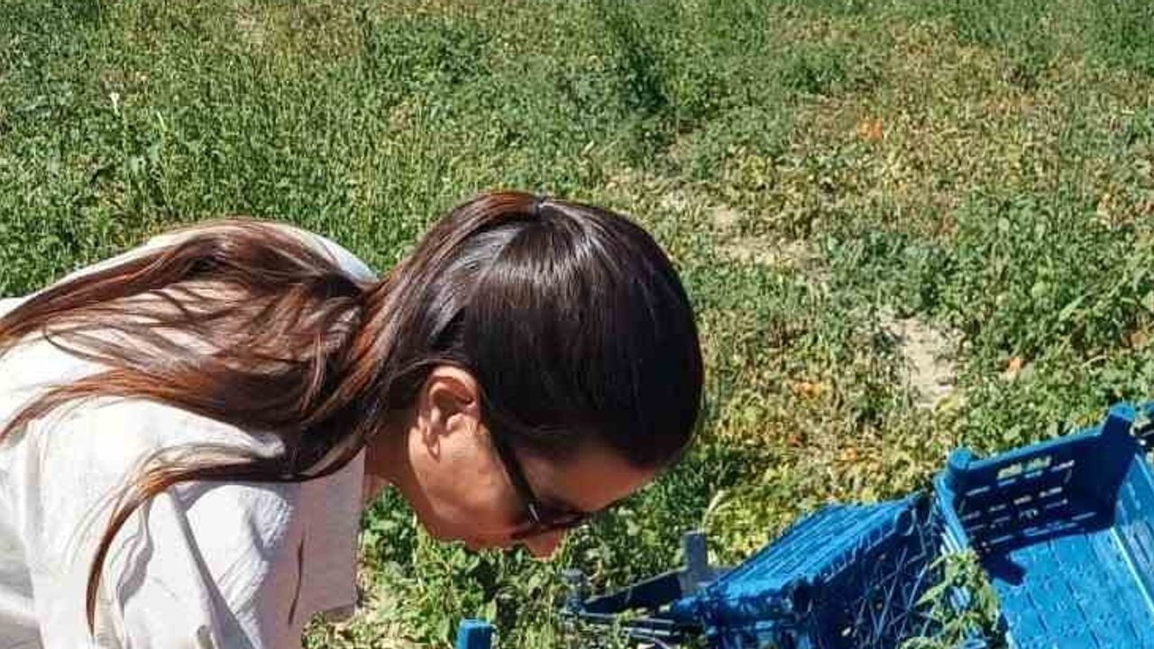 Karapınar'da domates tarlalarında hastalık ve zararlı denetimi