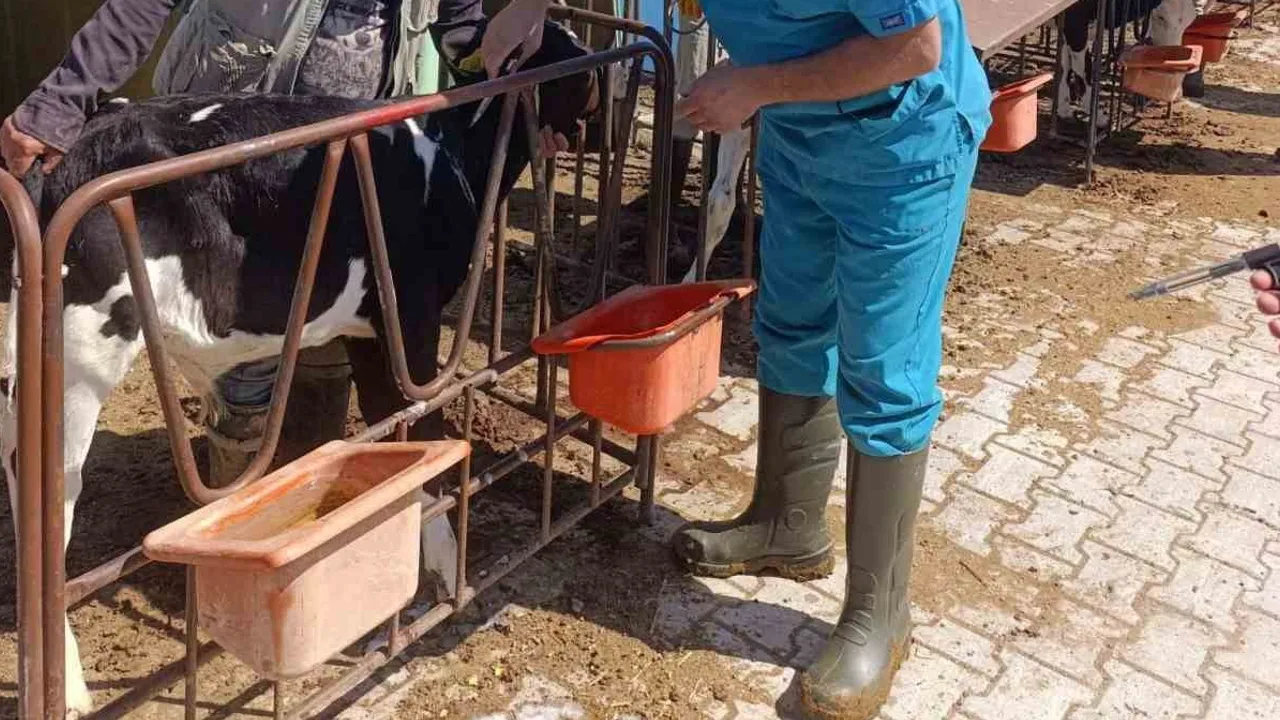 Karapınar'da hayvan sağlığı için tüberküloz seferberliği
