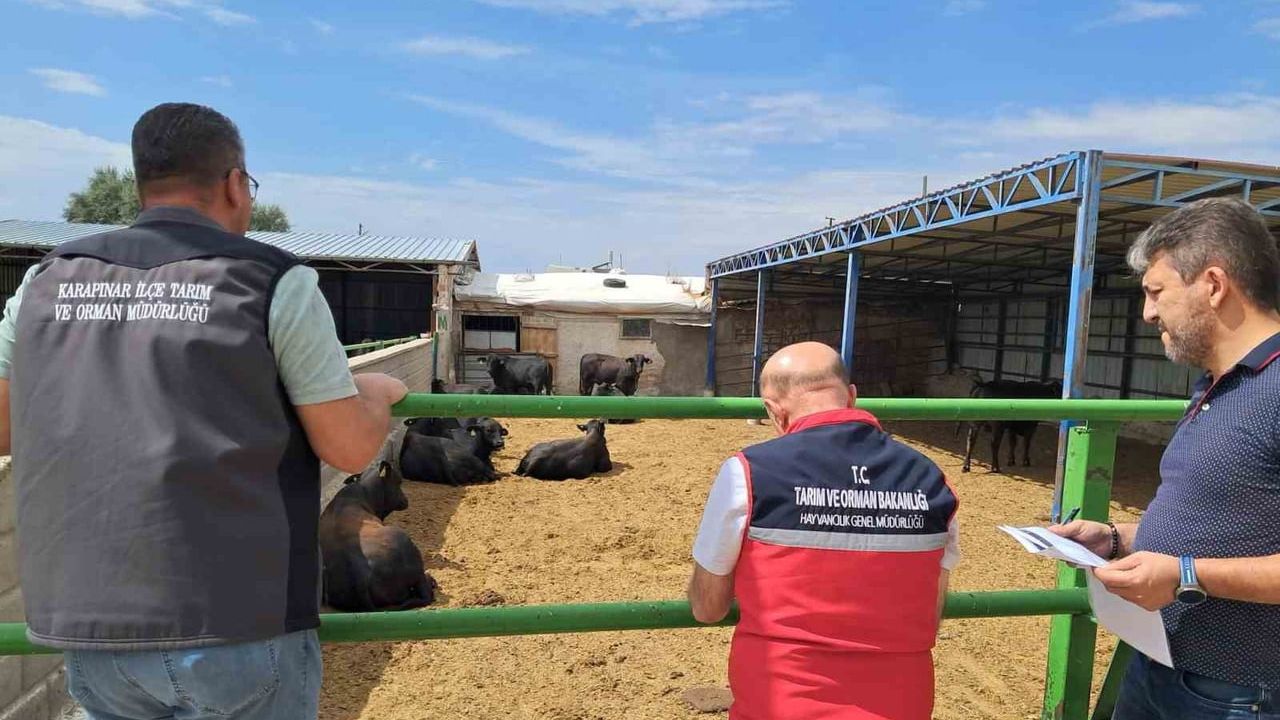 Karapınar'da ithal besilik sığırların mevzuata uygunluğu yerinde denetleniyor