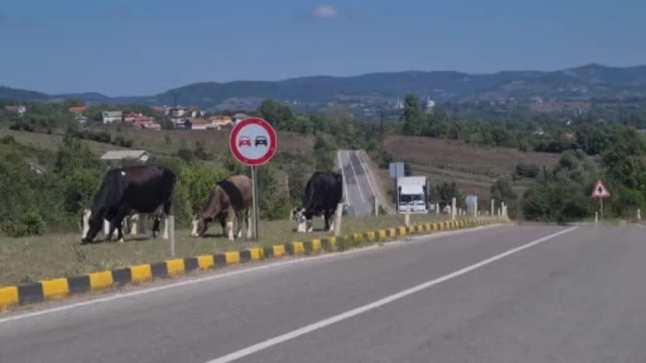 Karayolunda tekrar görülen başıboş hayvanlar endişe yarattı