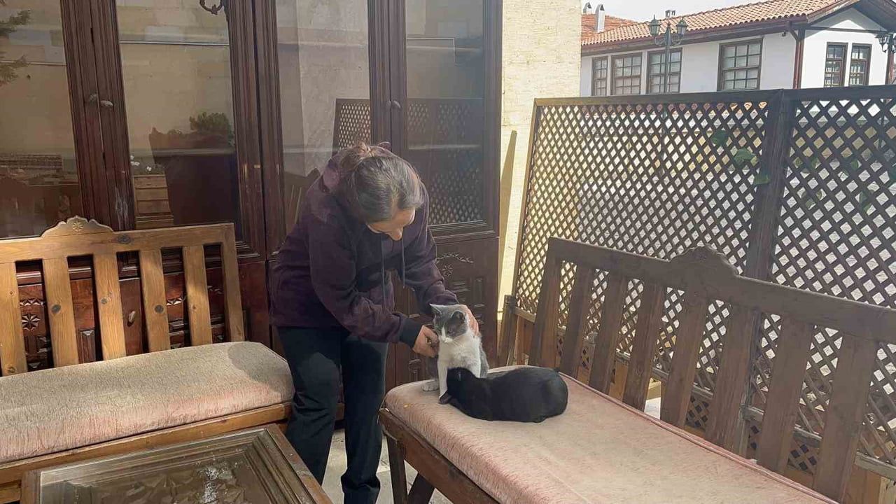 Kardeşini anne zanneden kedi Yakupağa Külliyesi'nde ilgi odağı