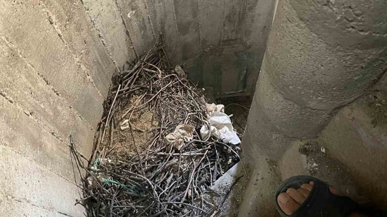 Kargaların meskeni olan minareler Burhaniye'de bakım gündemi yarattı