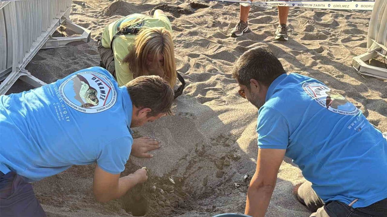 Kargı Koyu'nda 62 caretta caretta yavrusu denize ulaştı