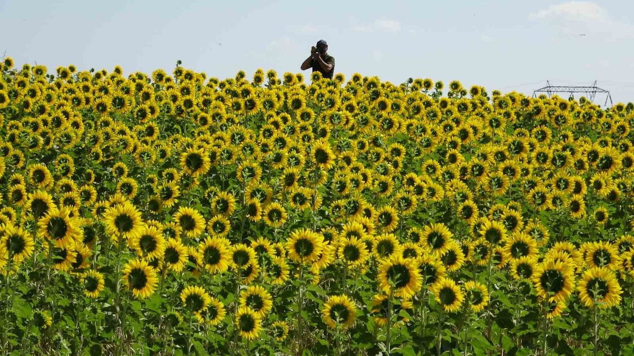 Kars'ta eylül sarısına dönüşen ovalar: ayçiçekleri gün yüzüne çıktı