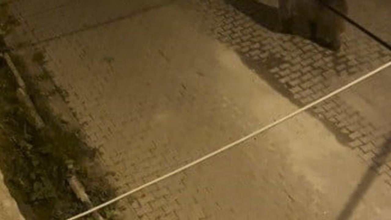 Kars'ta mahalle arasında gözcü gibi ilerleyen iki boz ayı
