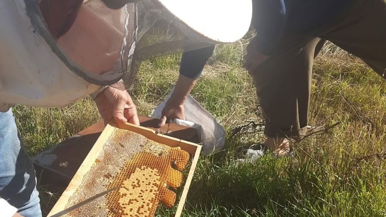 Kars’ta yayla balına yatırım: arıcılara kovan başına 250 TL'ye varan destek