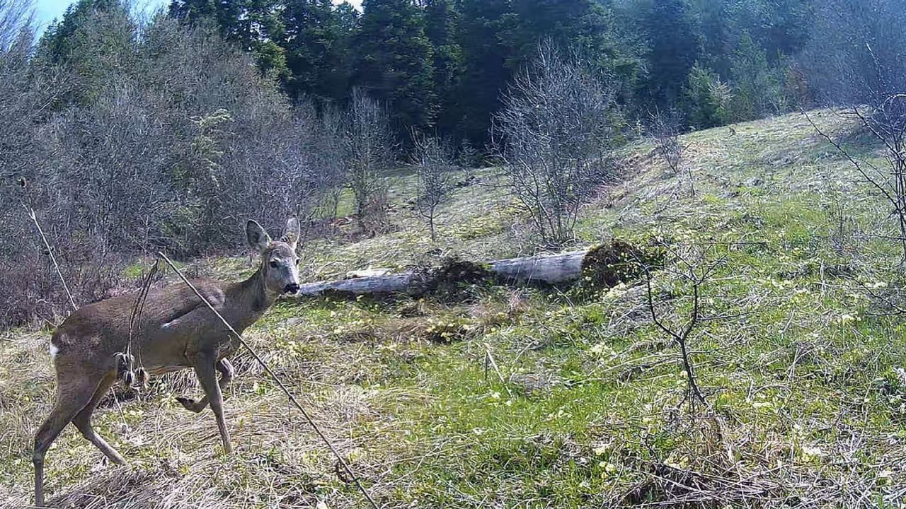 Kastamonu ormanlarında gecenin sessiz tanıkları: karaca, ayı, yaban domuzu ve geyikler