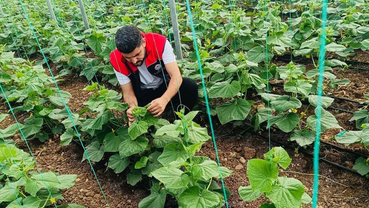 Katran köyünde seracılıkta verim ve sürdürülebilirlik için saha eğitimi