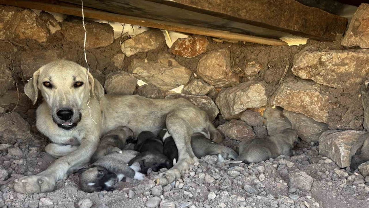 Kayaların arasından çıkan yavru köpekler annelerine kavuşturuldu