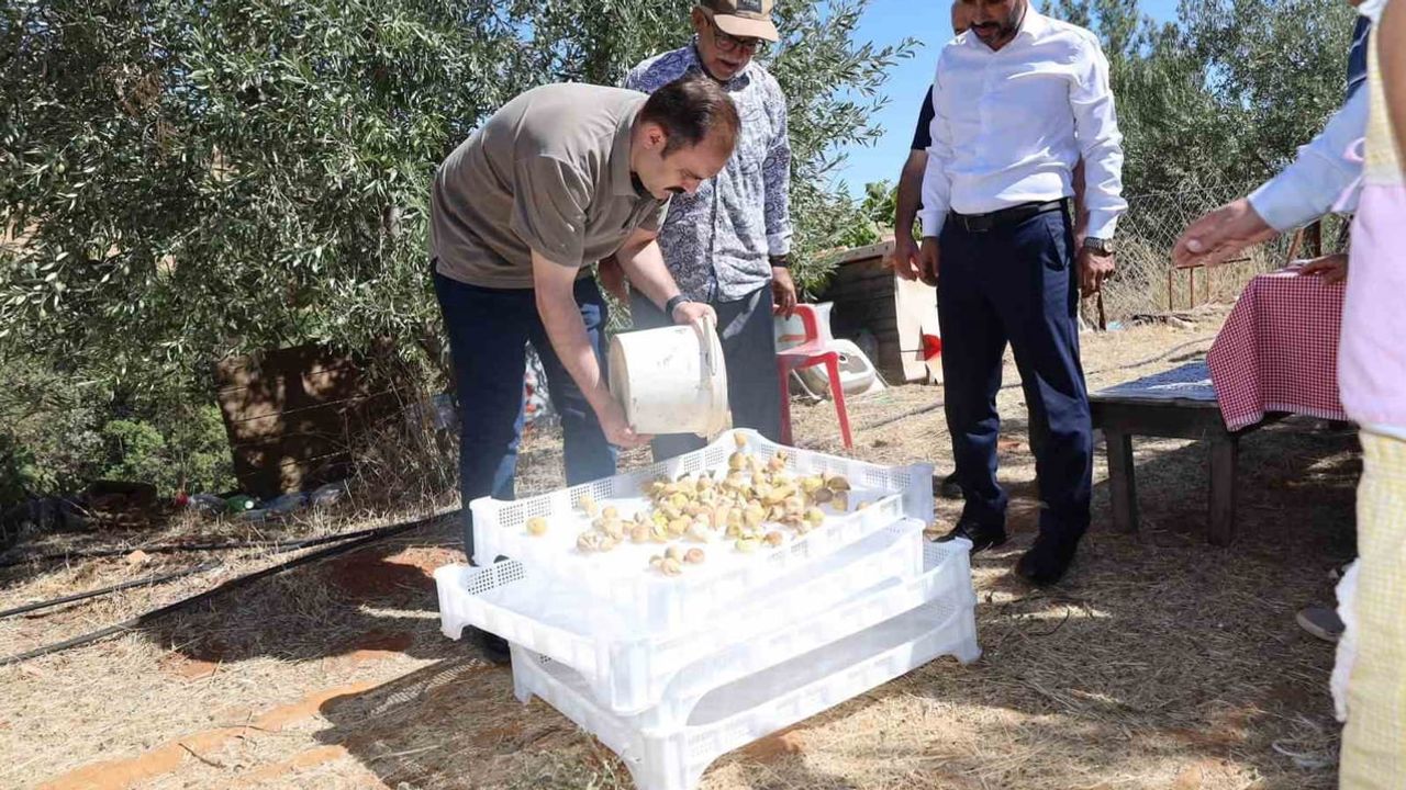 Kaymakam Battal'dan saha ziyareti: incir hasadında üreticilerle bir araya geldi