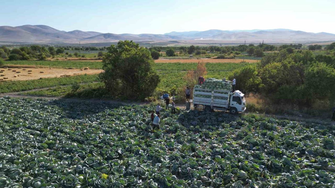 Kaynarca’nın ata tohumu ile başlayan sezonu: Niğde beyaz lahana tarladan tüketiciye uzanıyor