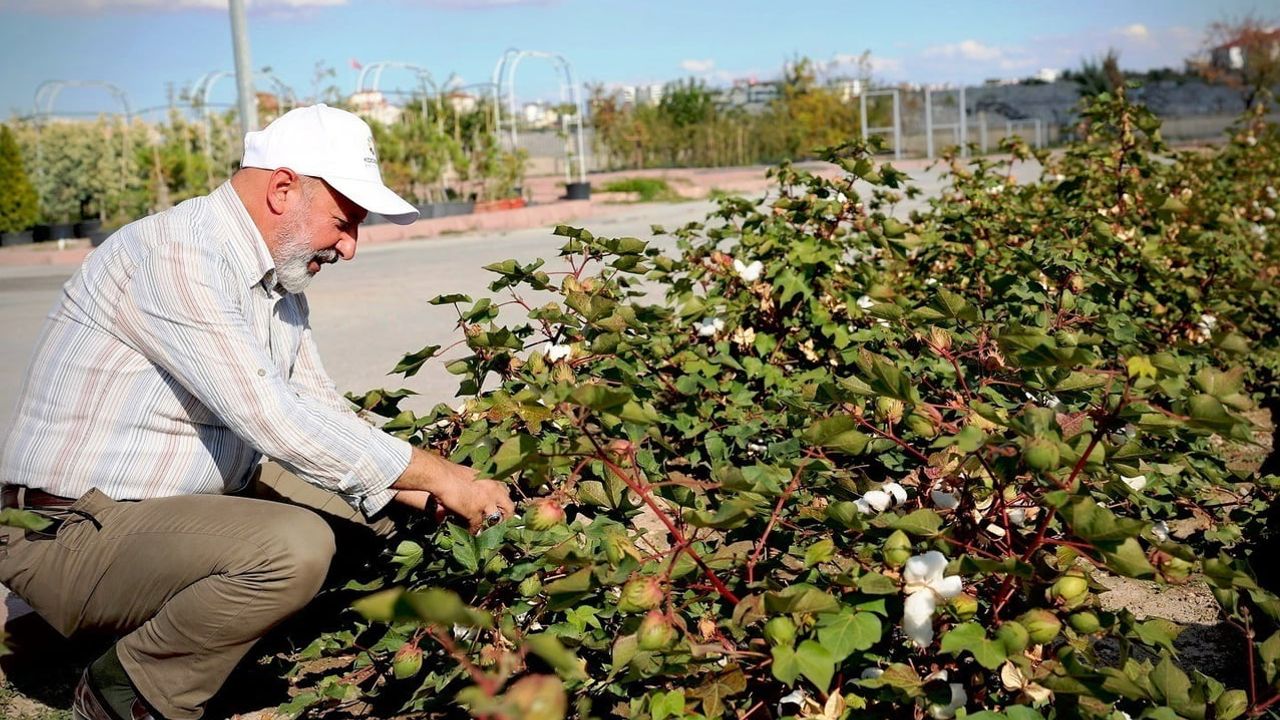 Kayseri'nin yeşil dönüşümü: 525 binden fazla bitkiyle örülen fidanlık
