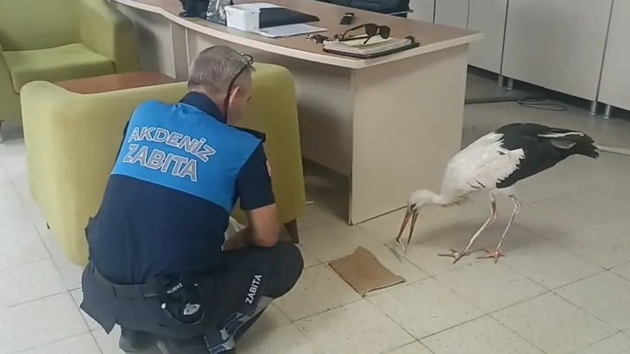 Kazanlı'da yaralı leylek zabıta müdahalesiyle Doğa Koruma ve Milli Parklar'a teslim edildi