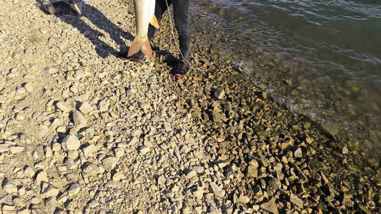 Keban'da amatörün oltasına 30 kilogramlık turna takıldı