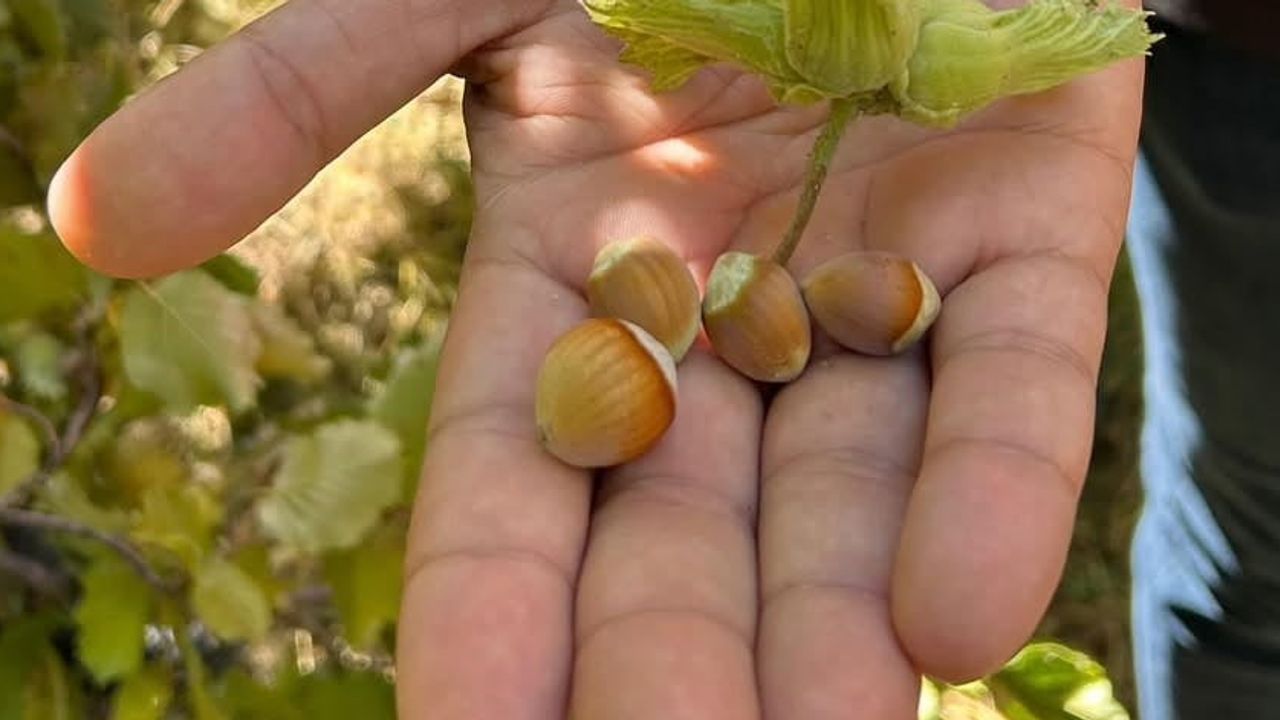 Kemah'ta fındık hasadı yerel tarımda beklenmedik bir yön gösterdi