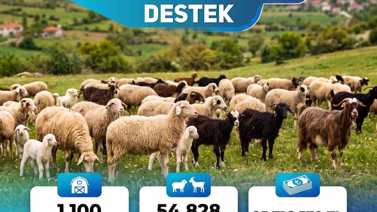 Kentte 25.716.570 liralık destek küçükbaş üretimini güçlendirecek