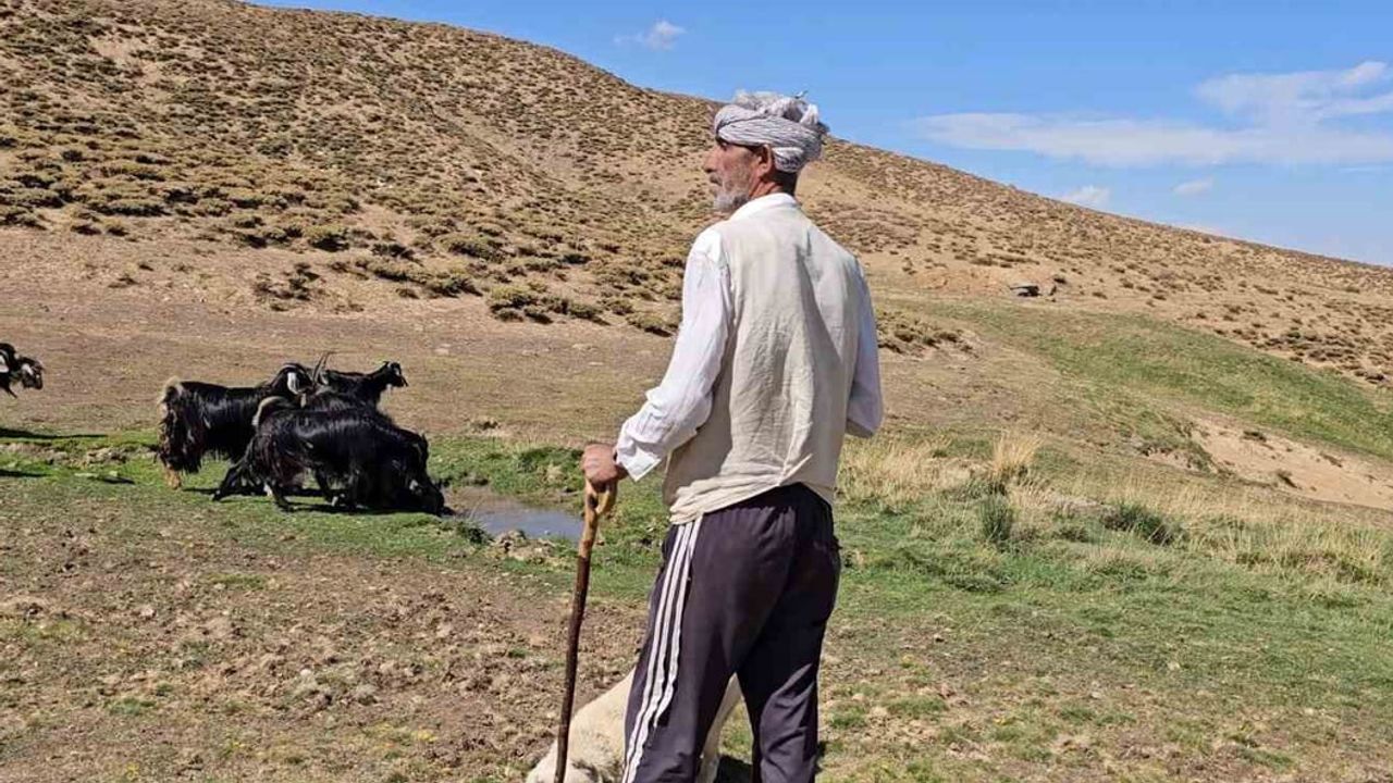 Kentten köye dönüp sürüsünü kurdu: 110 küçükbaşla dağlarda geçimini sağlıyor
