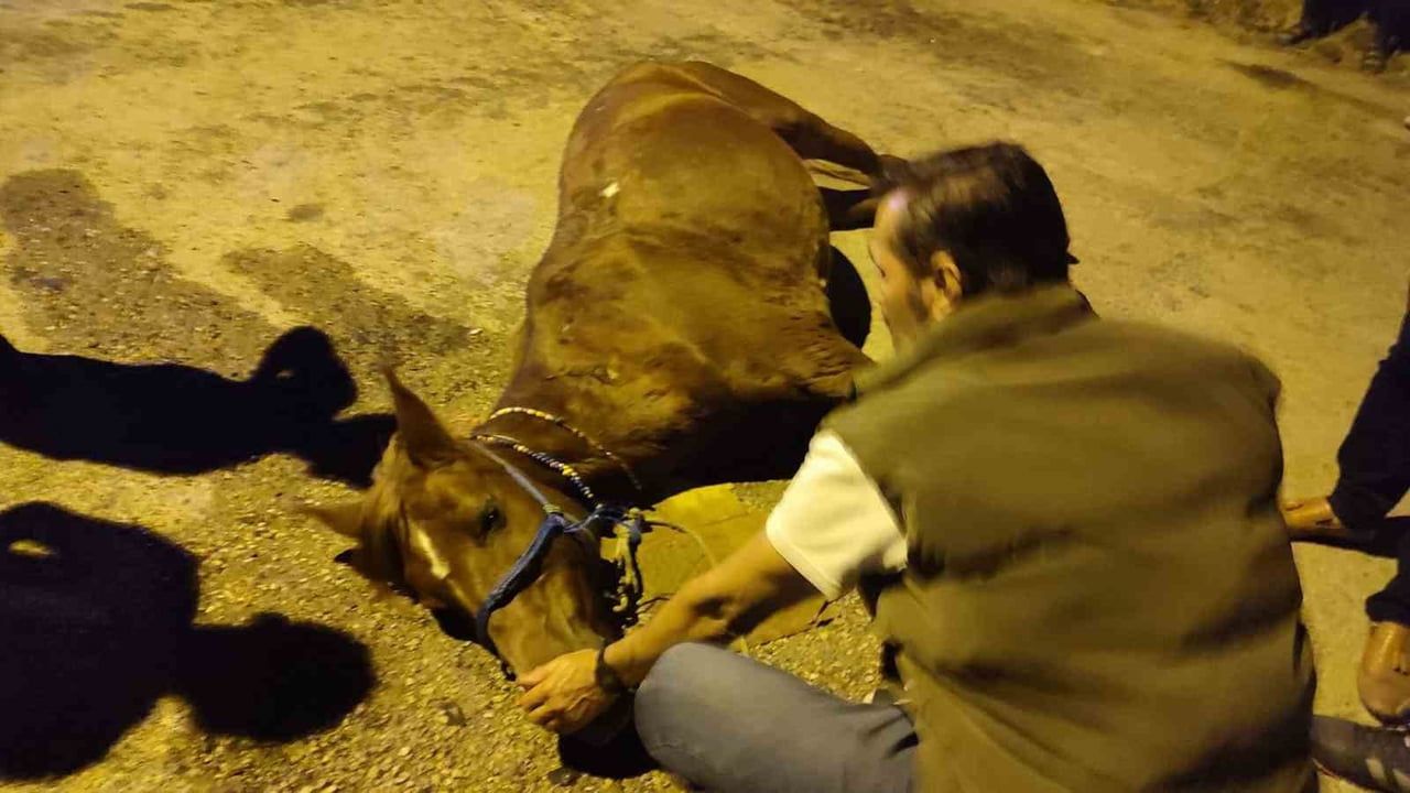 Keşan'da yerde bulunan ata şiddet iddiası üzerine iki kişiye adli işlem başlatıldı