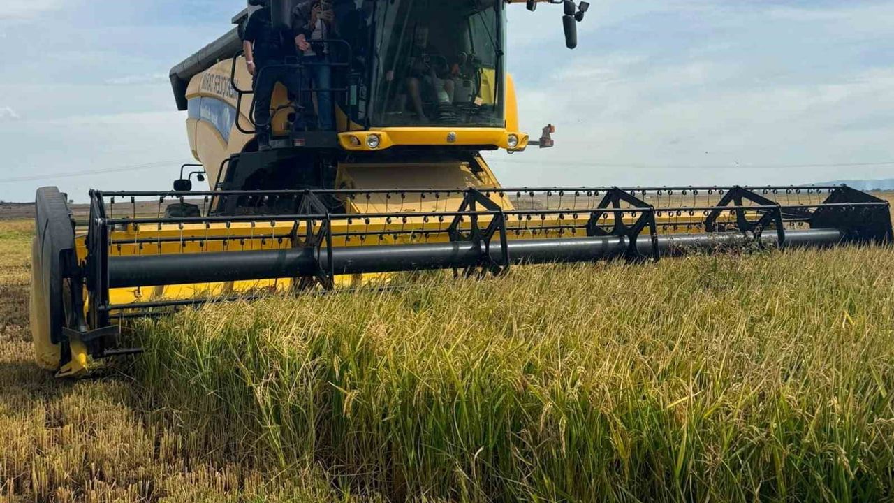 Keşanlı üreticiler çeltik hasadına başladı; bereket ve maliyet beklentisi