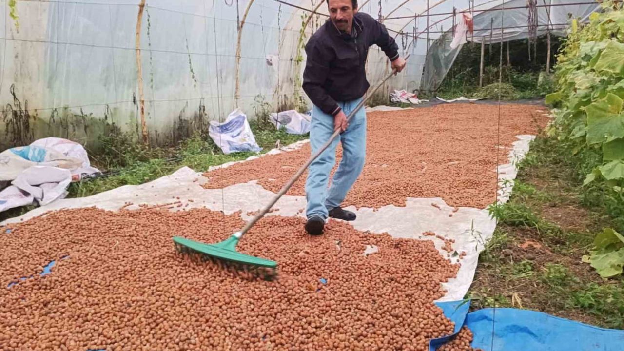Kesintisiz yağışta Karadeniz'de serada fındık kurutan üreticinin pratik çözümü