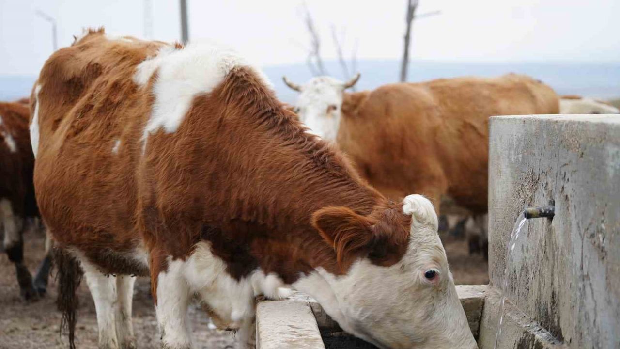 Kırıkkale'de şap alarmı: hayvan pazarı ve hareketleri durduruldu