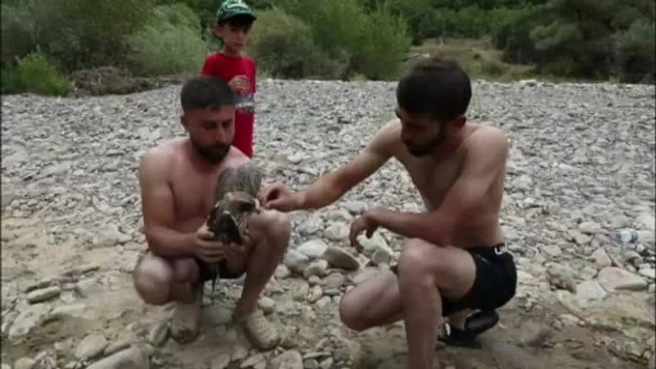 Kırmızı Köprü'de suda bulunan kızıl şahin üç arkadaşın müdahalesiyle yaşama döndü
