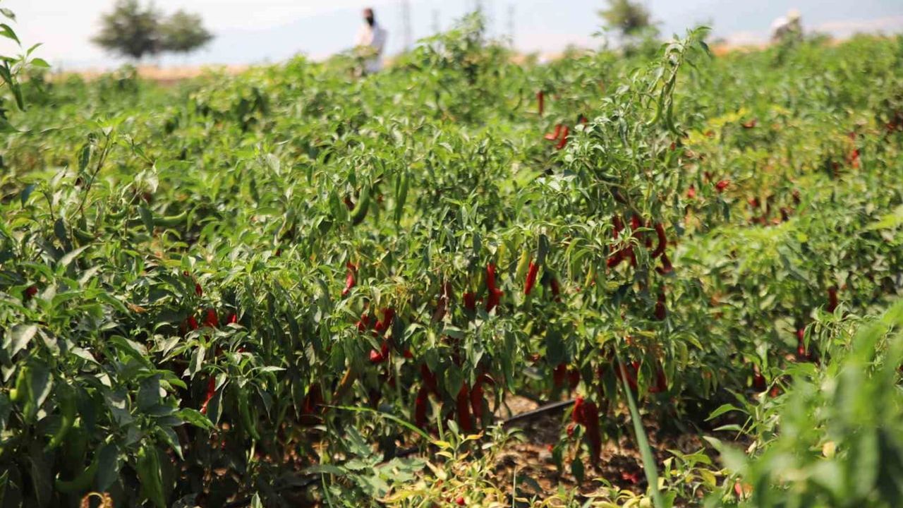 Kırmızının tarladan sofraya yolculuğu: İslahiye'de biber hasadı