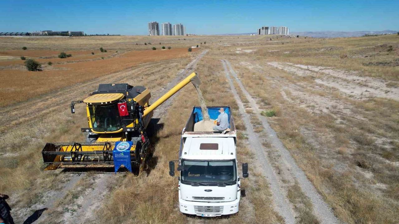 Kırsal tarlalar canlanıyor: Talas'ta 300 dekarda aspir hasadı