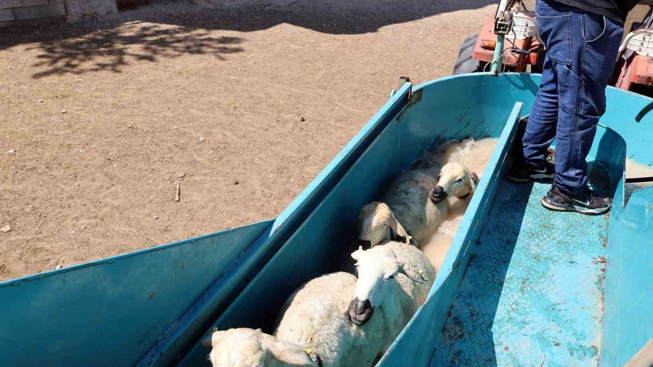 kırsalda 7 yıldır görevde: Talas'ın mobil koyun banyoluğu 15 bin 745 küçükbaşı korudu