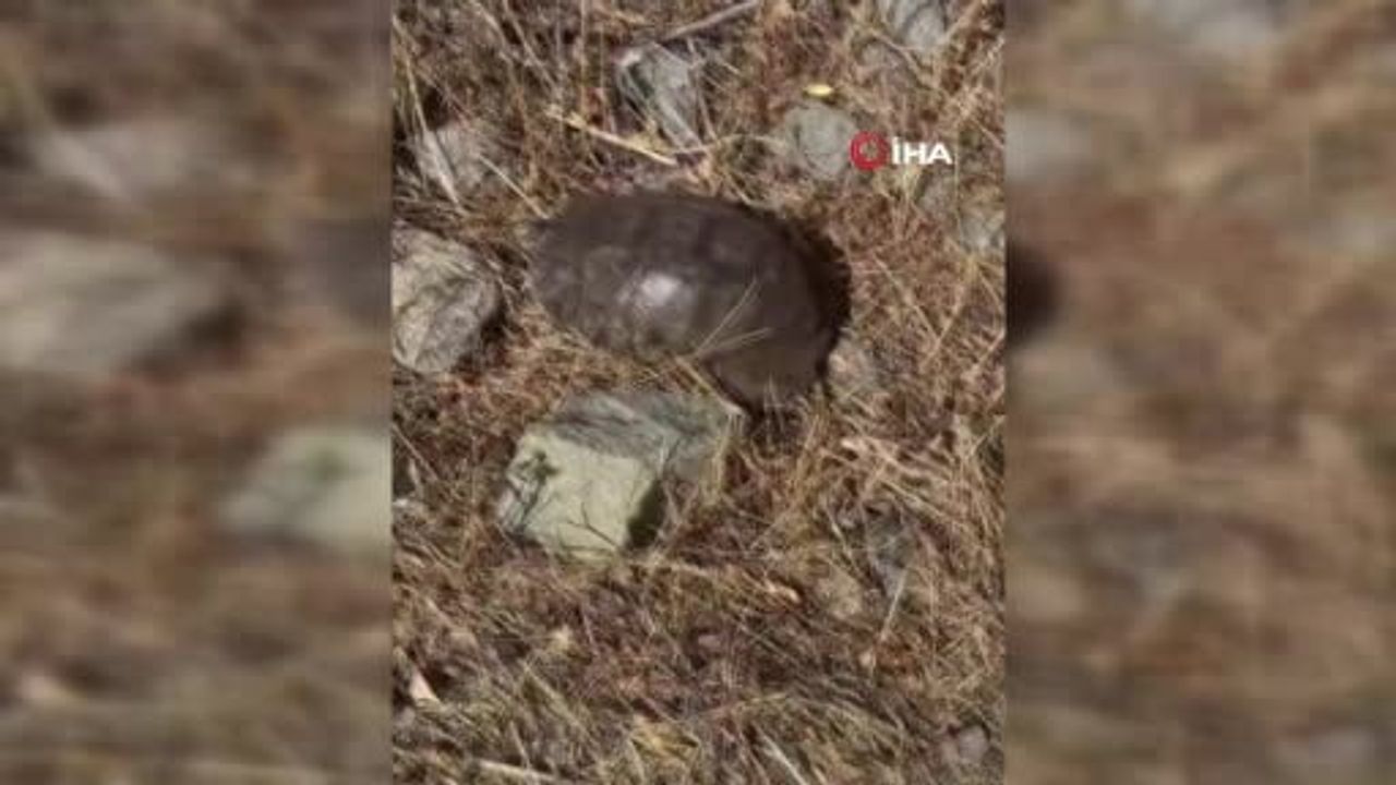 Kırsalda susayan kaplumbağaya karpuz uzatan akademisyen