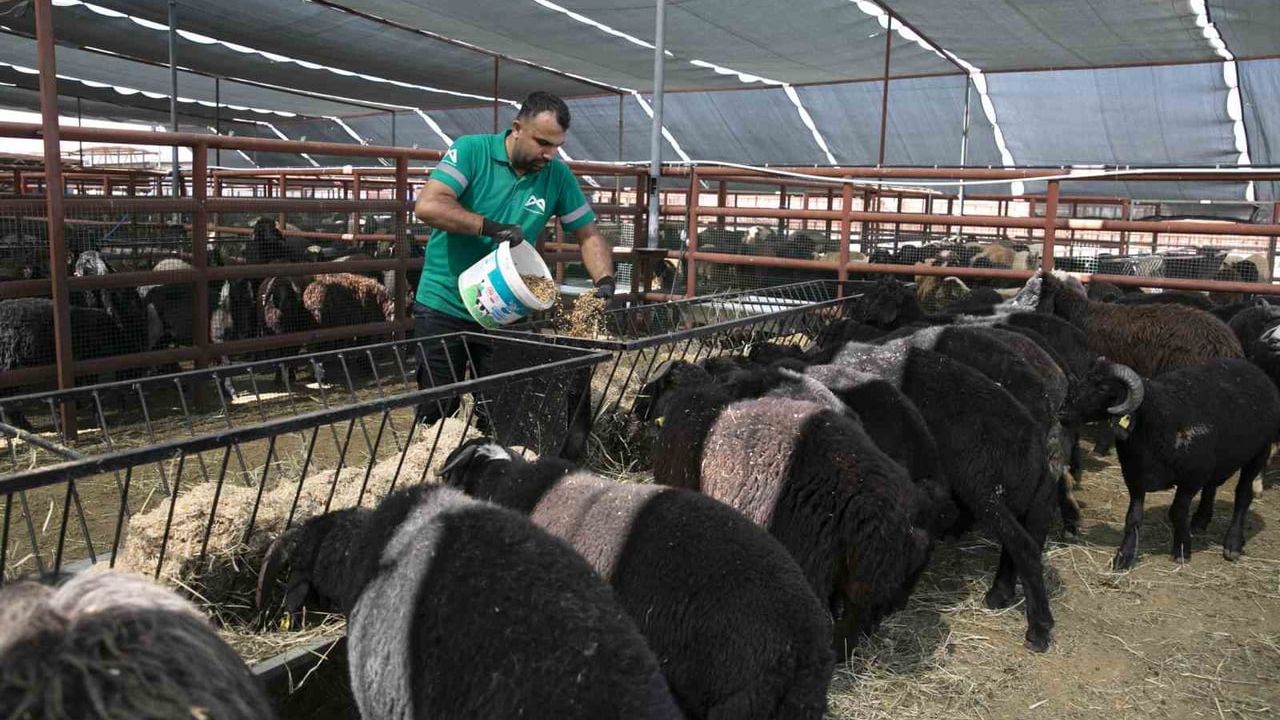 kırsalda üretimi güçlendiren adım: mersin'de 420 yetiştiriciye 10 bin 500 küçükbaş destek