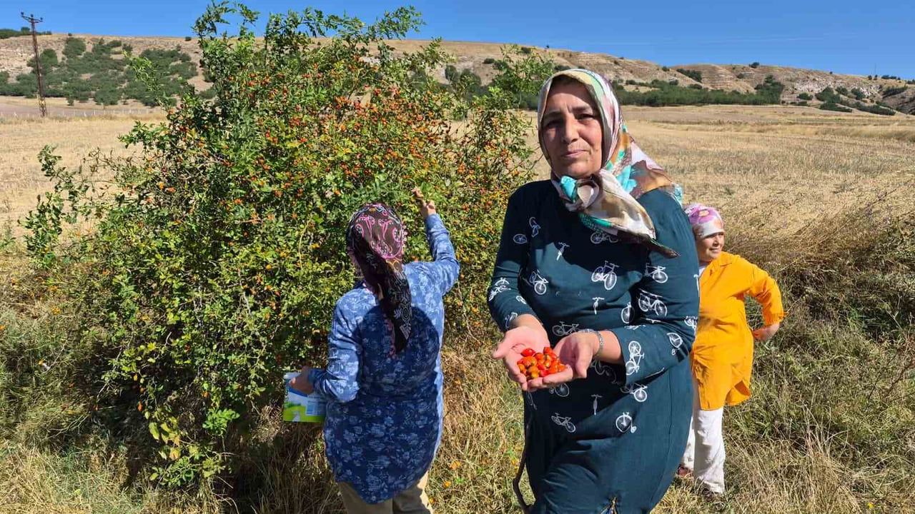 Kış hazırlığında Saraykent'te dikenli dalların arasından kuşburnu mesaisi
