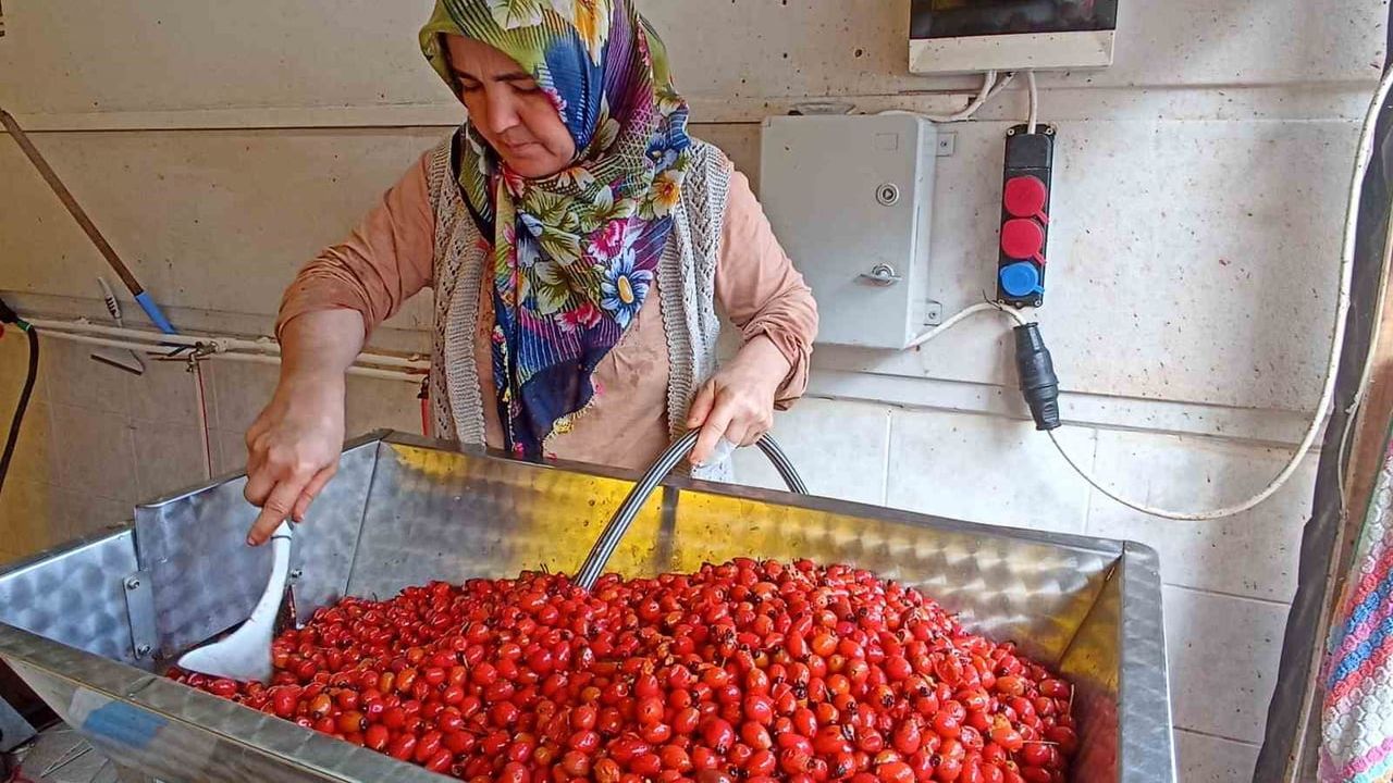 Kışa hazırlıkta zaman tasarrufu: kuşburnu artık dakikalar içinde işleniyor