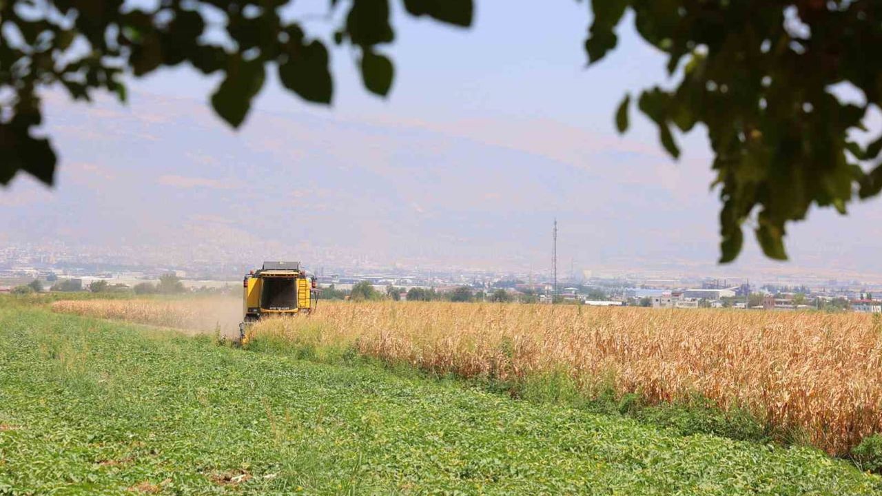 Kıştan yaz sıcağına: Kahramanmaraş'ta mısır hasadında verim kaybı