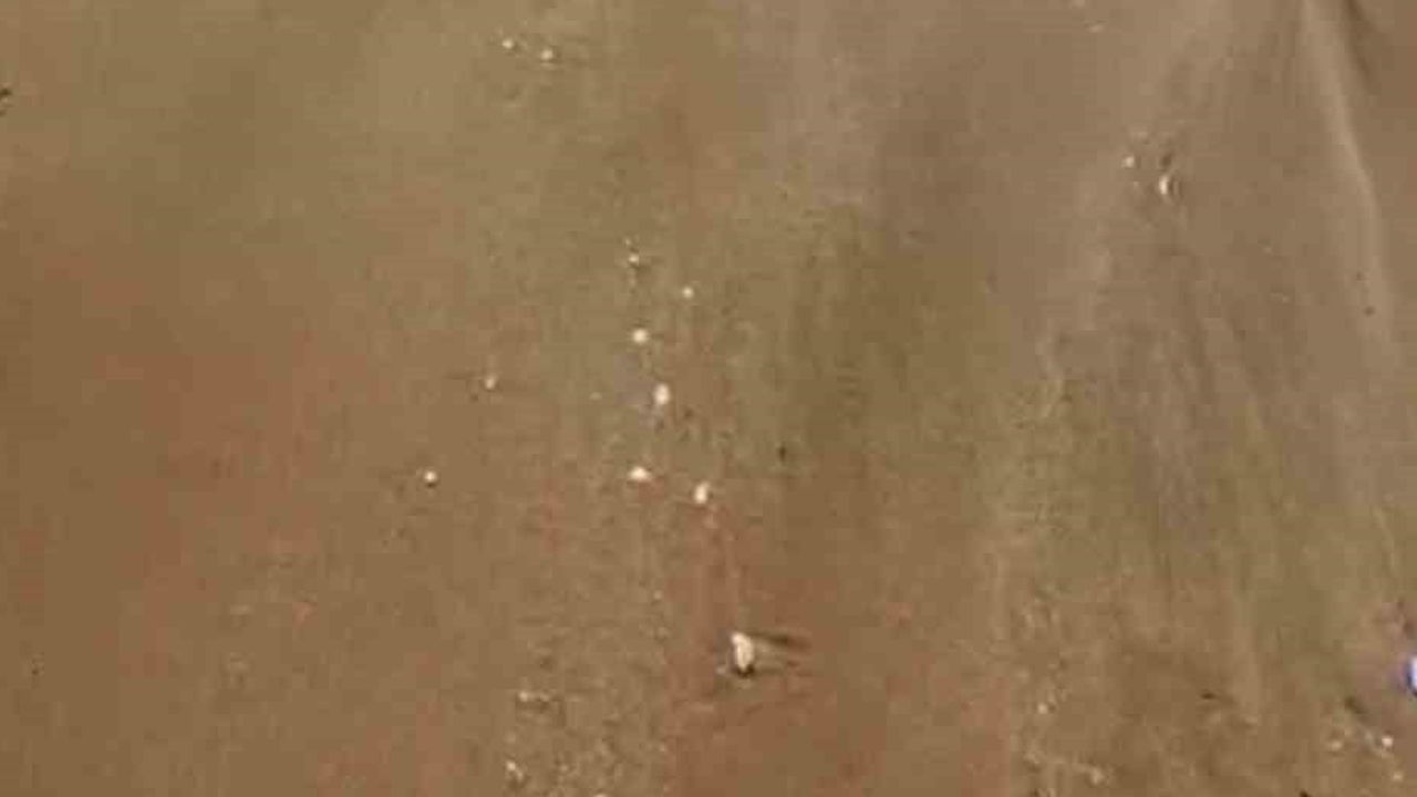 Kıyıköy'de sahile vuran yunus bölge halkının dikkatini çekti