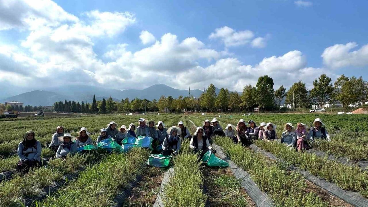 Kocaeli'de kadın eliyle tarladan markaya dönüşen tıbbi bitkiler