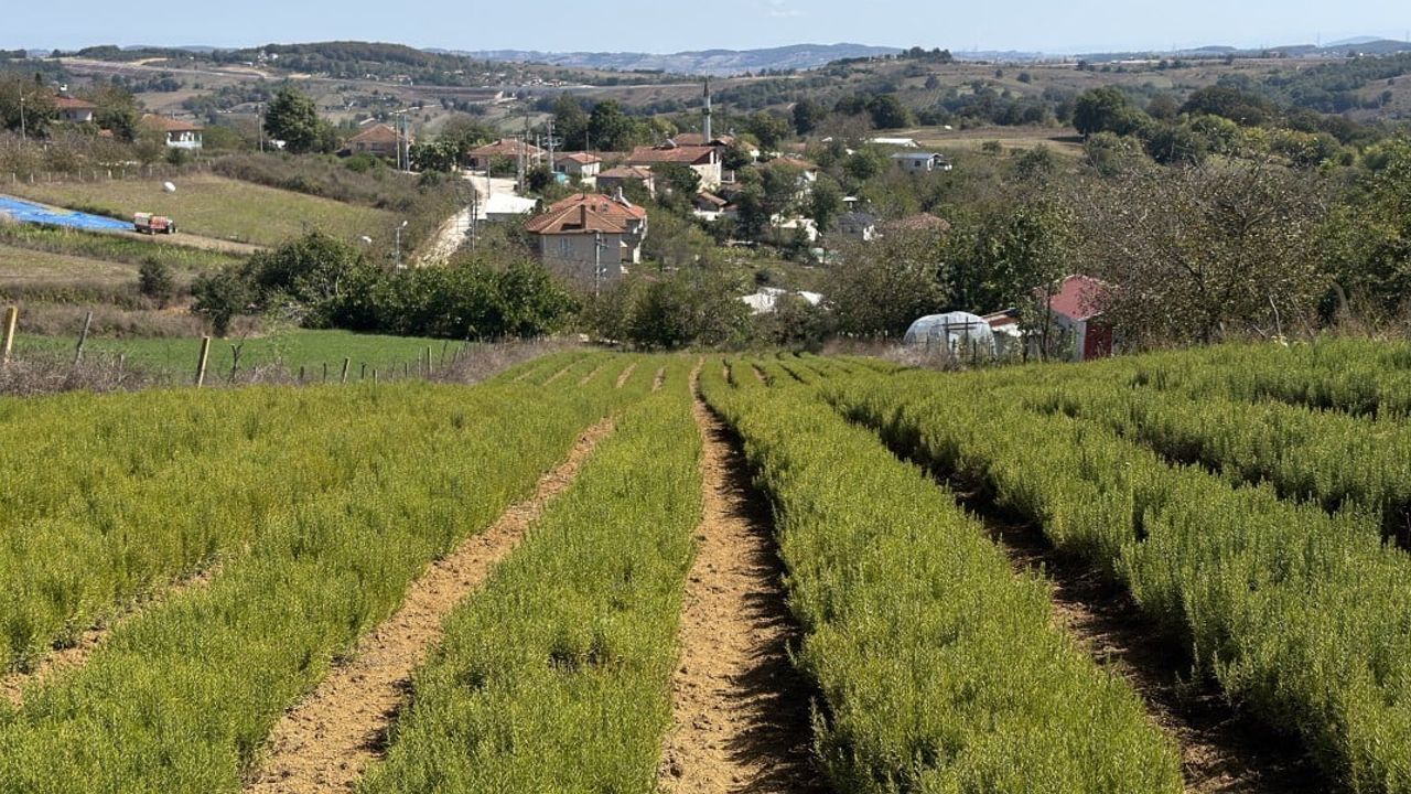 kocaelili biberiyeden kolonya ve kozmetik üretimine dönüşüm