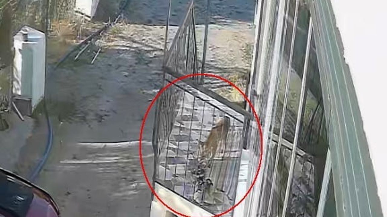 Konya'da kaybolan terliği kedi sanmıştı, hırsız tilki çıktı