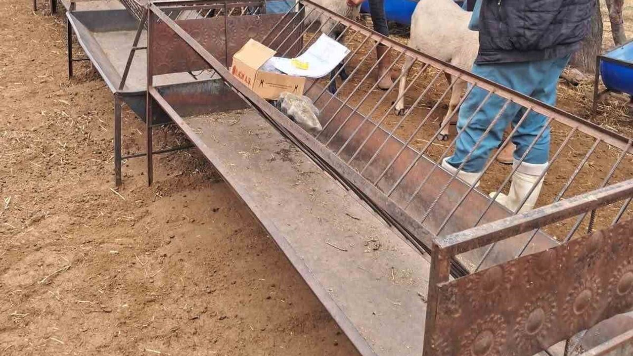 Köşk’te küçükbaş hayvanlara kapsamlı kimliklendirme ve aşılama çalışması