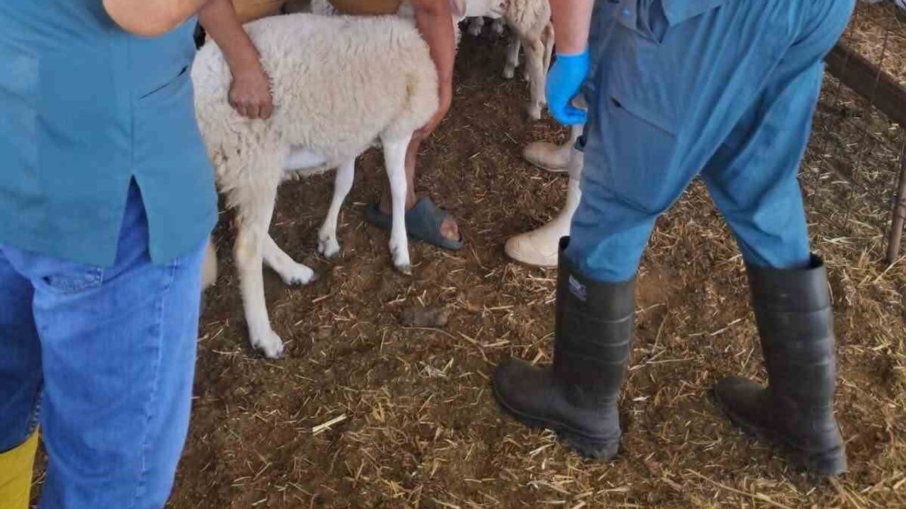 Köşk'te küçükbaş hayvanlarda kulak küpesi ile izlenebilirlik sağlanıyor