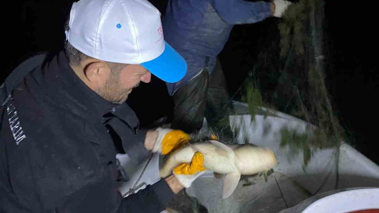 Kovada Gölü'nde gece operasyonu: canlı sazanlar ağdan kurtarıldı