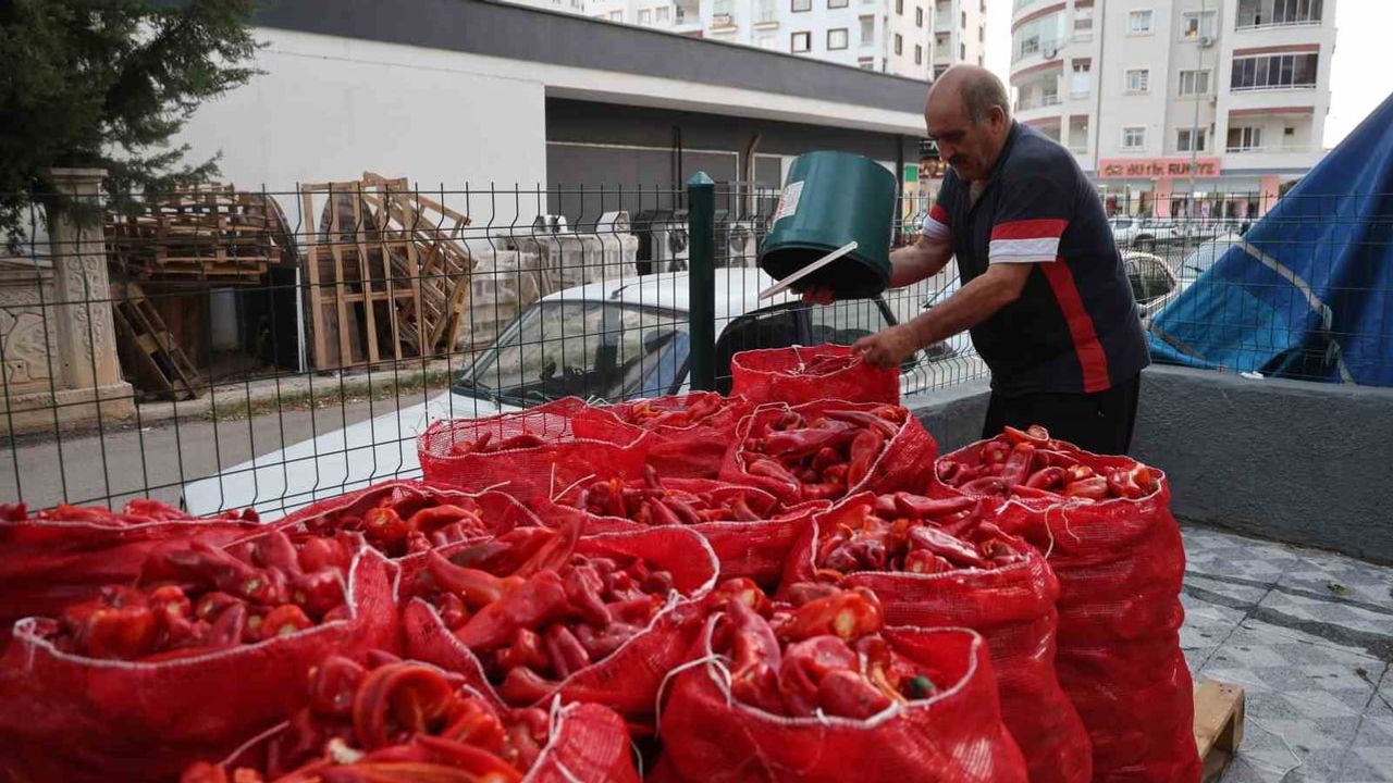 Kozan'da komşuluk imecesiyle salça sezonu damlarda sürüyor