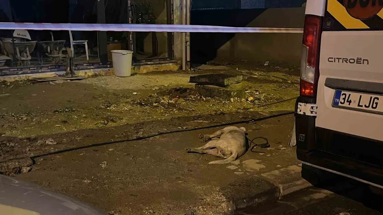 Küçükçekmece'de köpeği akıma kapılan sahibi olayın topraktan geldiğini söyledi